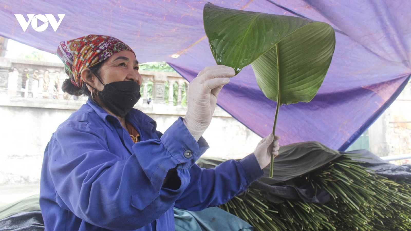 Bustling Dong leaf village in harvesting season for Tet